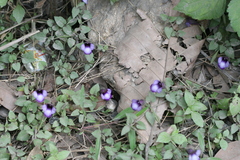Torenia bicolor